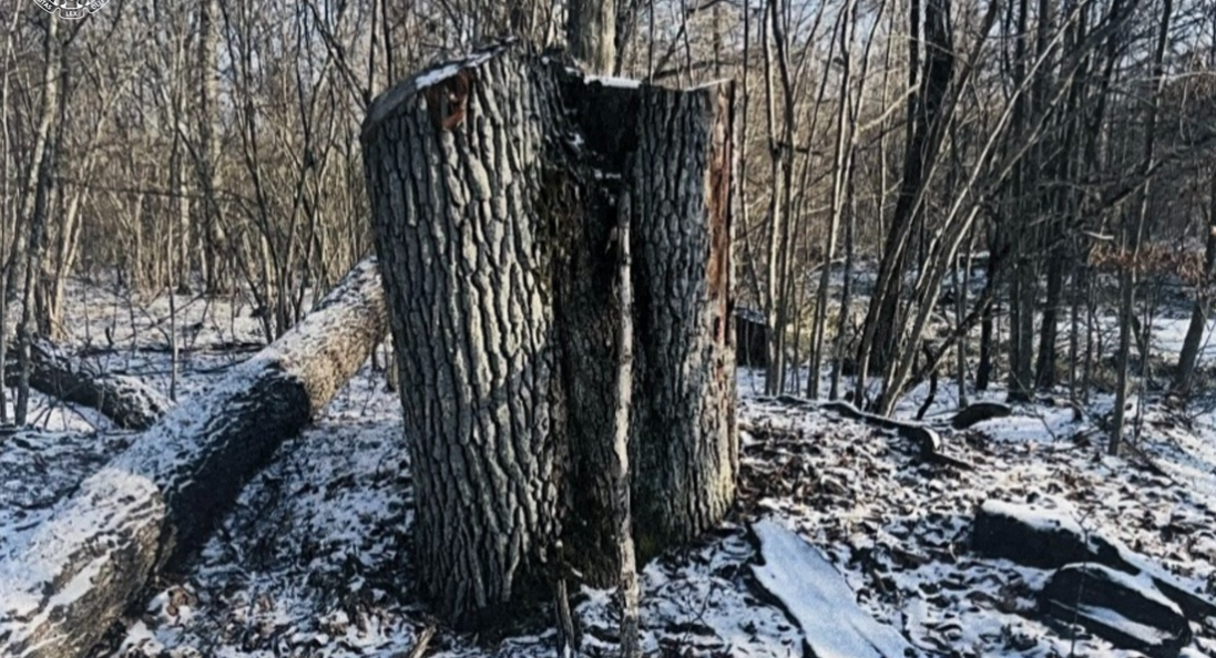 Збитки довкіллю на понад 5 млн грн – майстер лісу на Волині постане перед судом