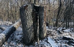 Збитки довкіллю на понад 5 млн грн – майстер лісу на Волині постане перед судом