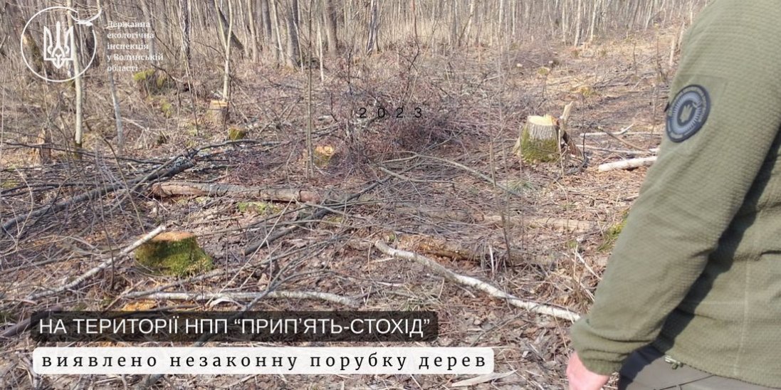 У нацпарку на Волині незаконно «нарубали» дерев майже на 8 млн