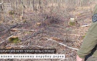 У нацпарку на Волині незаконно «нарубали» дерев майже на 8 млн