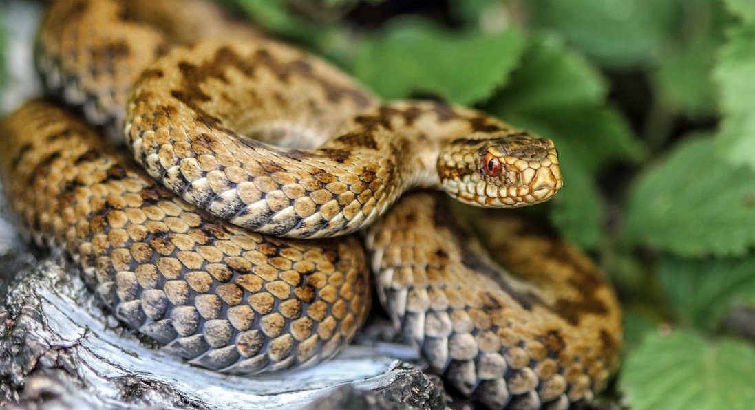 На Рівненщині змія укусила чоловіка: він - у реанімації