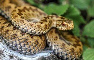 На Рівненщині змія укусила чоловіка: він - у реанімації