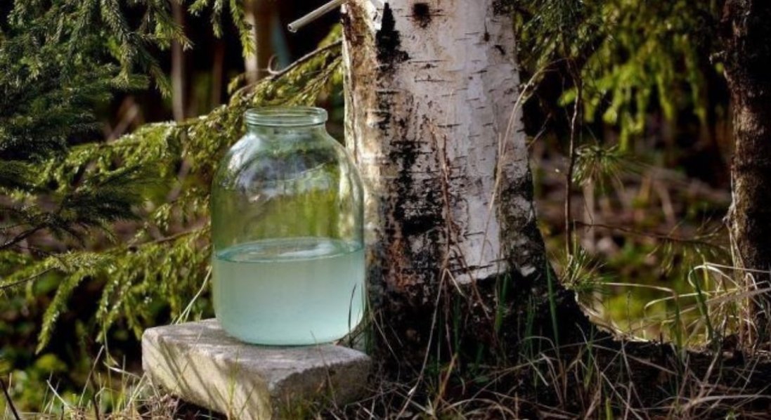 На Волині зросли ціни на березовий сік