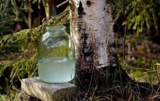 На Волині зросли ціни на березовий сік