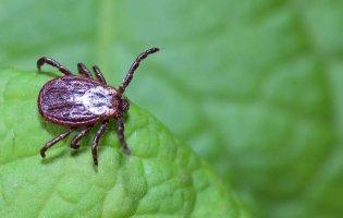 Скільки людей на Волині постраждали від укусів кліщів