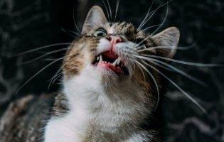 У селі на Волині карантин через сказ у кота