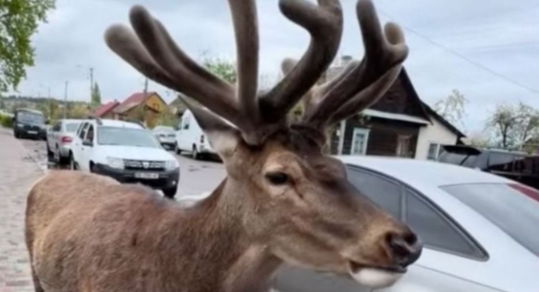 На Рівненщині автівка збила зірку соцмереж – оленя Бориса