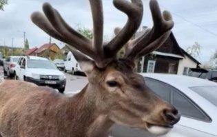 На Рівненщині автівка збила зірку соцмереж – оленя Бориса