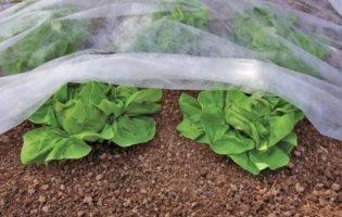 Агроволокно: як вибрати незамінного помічника для сучасного саду та городу