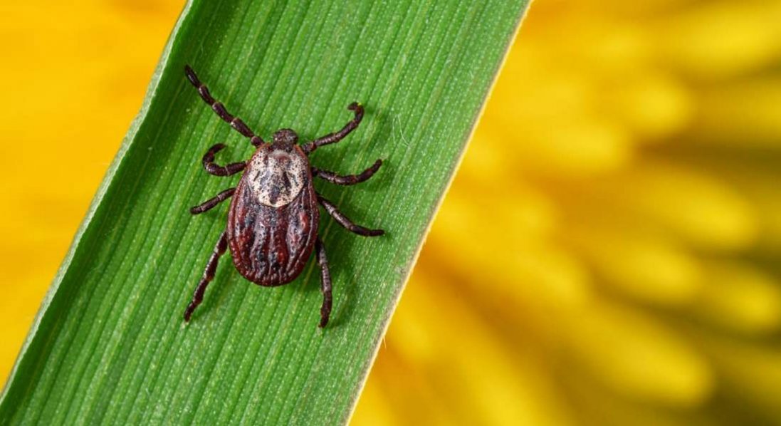 На Волині активізувалися іксодові кліщі: 12 укусів - за місяць