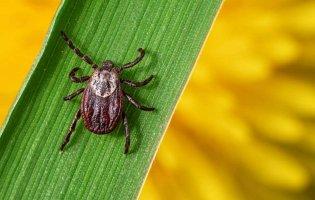 На Волині активізувалися іксодові кліщі: 12 укусів - за місяць