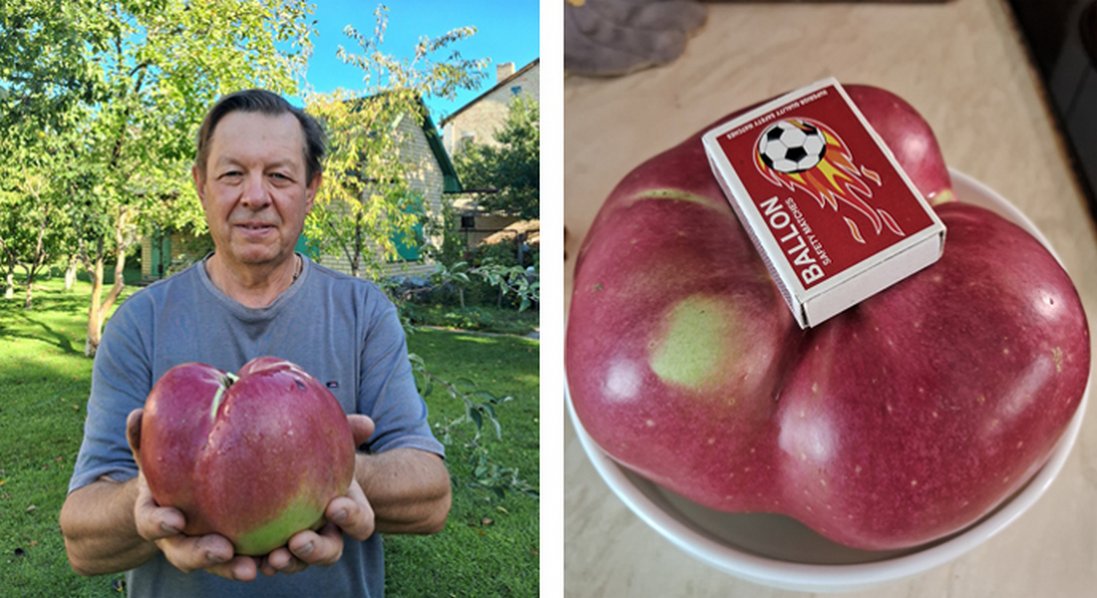 Які яблука краще їсти, аби принесли користь для здоров’я