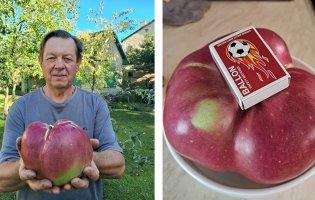 Які яблука краще їсти, аби принесли користь для здоров’я