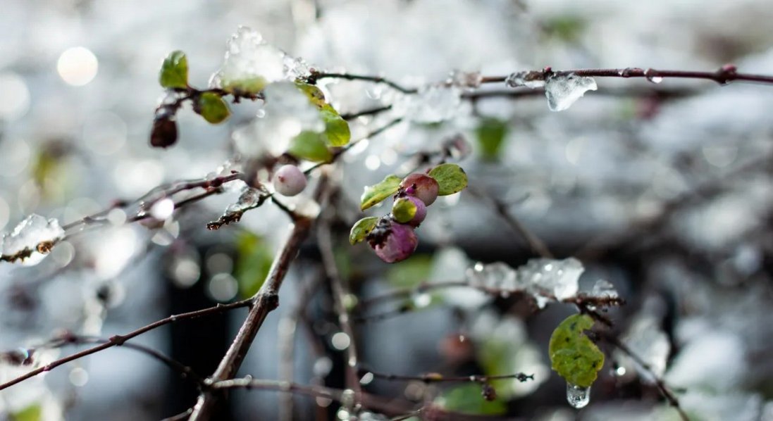 На Волині на Великдень вдарять нічні заморозки