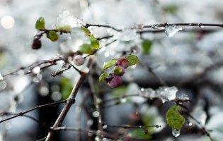 На Волині на Великдень вдарять нічні заморозки