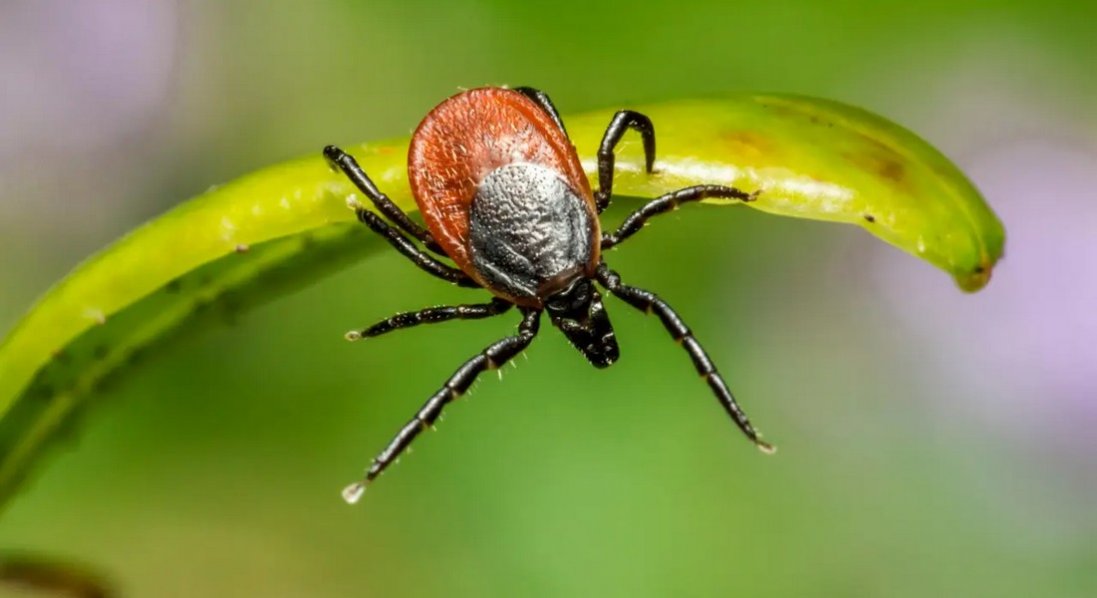 На Волині зросла кількість укусів кліщів серед дітей