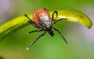 На Волині зросла кількість укусів кліщів серед дітей