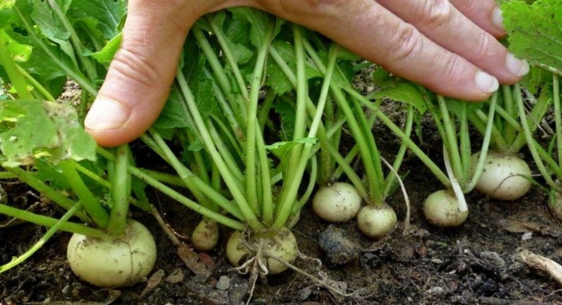 Що їли українці, поки не мали картоплі?