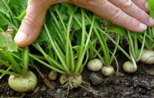 Що їли українці, поки не мали картоплі?