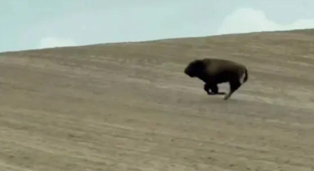 З ферми на Волині втекла бізонка: що відомо