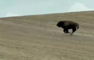 З ферми на Волині втекла бізонка: що відомо