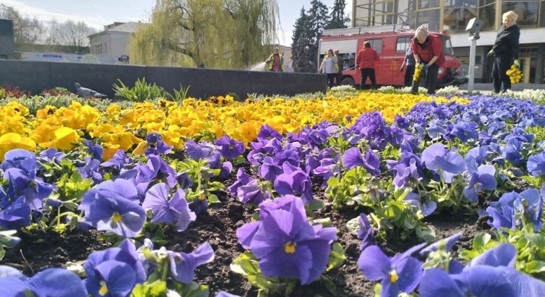 Скільки коштує висадити клумби з «братиками» у Луцьку
