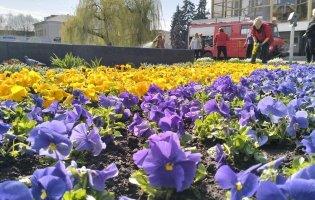 Скільки коштує висадити клумби з «братиками» у Луцьку
