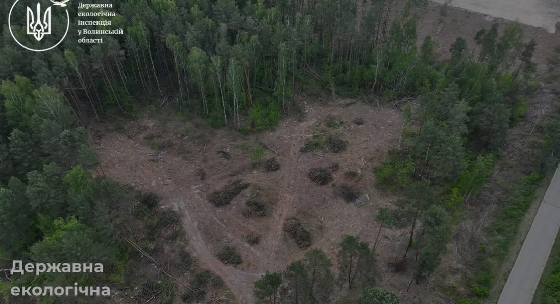На Ковельщині виявили незаконну рубку дерев на понад 16,5 млн грн