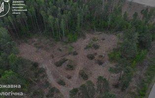 На Ковельщині виявили незаконну рубку дерев на понад 16,5 млн грн