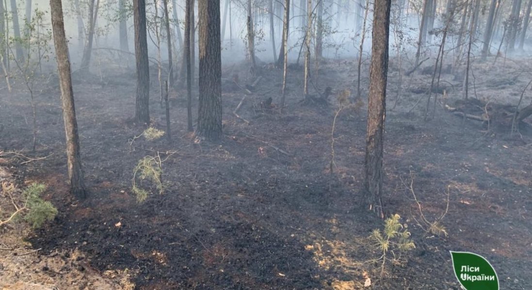 На Рівненщині через падіння дрона вигорів майже гектар лісу