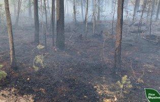 На Рівненщині через падіння дрона вигорів майже гектар лісу