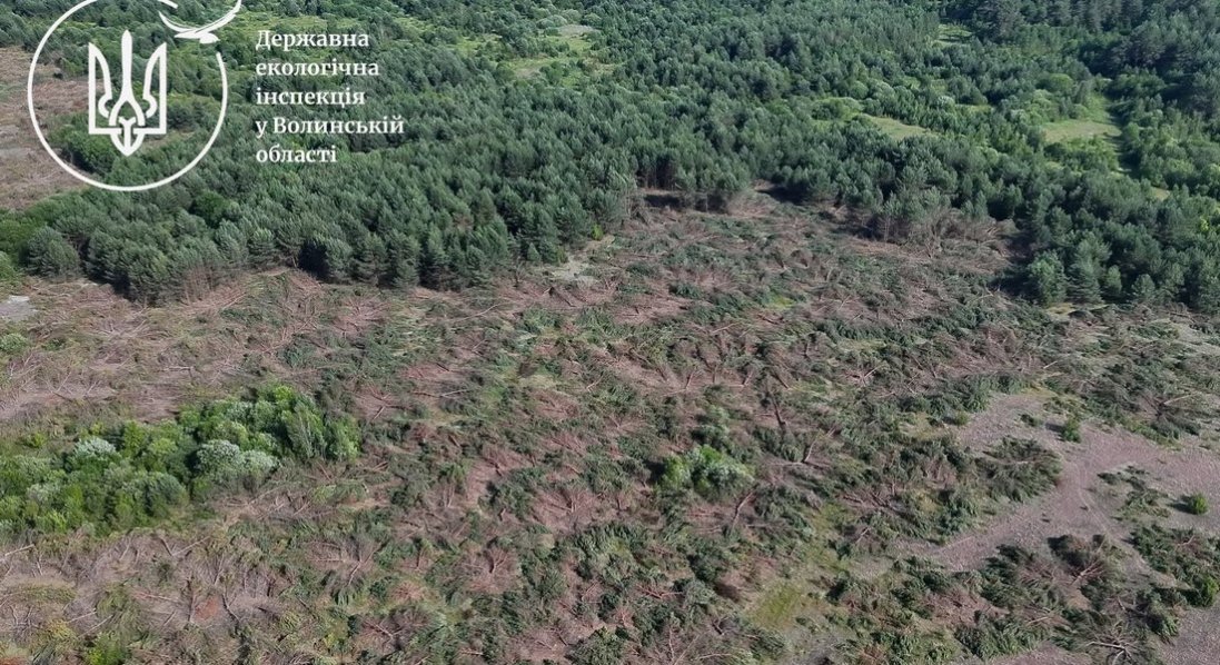 На Волині виявили незаконну порубку сосен на 20 млн грн