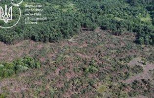 На Волині виявили незаконну порубку сосен на 20 млн грн