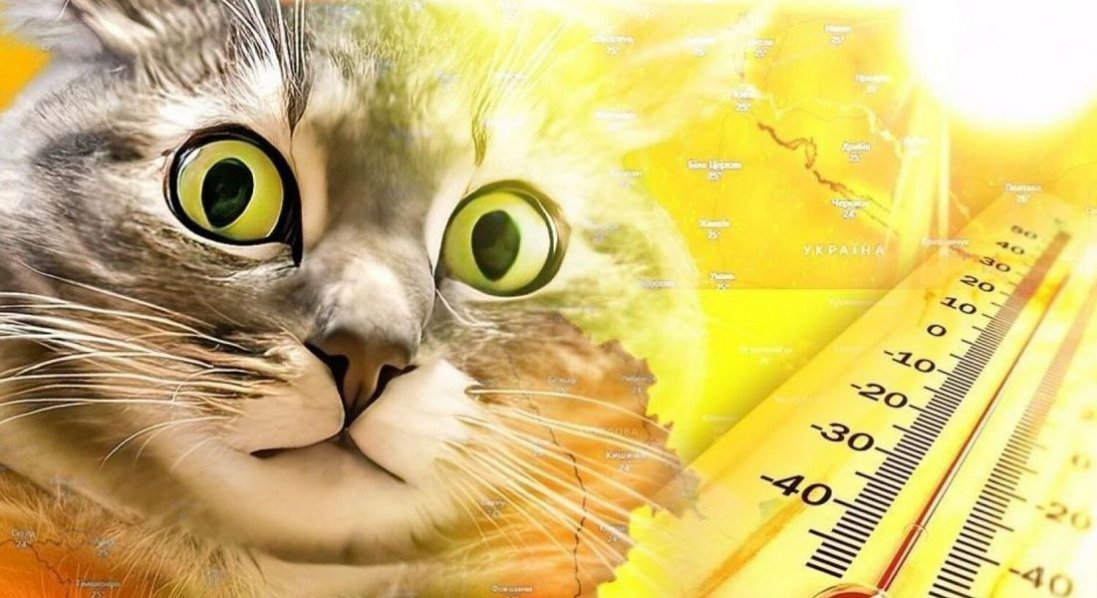 На Волині біля лісу знайшли непритомну жінку з тепловим ударом
