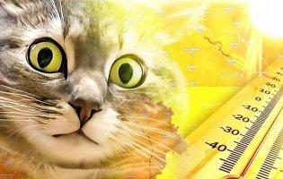 На Волині біля лісу знайшли непритомну жінку з тепловим ударом