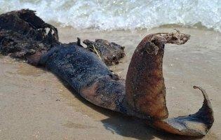 На Одещині на узбережжя винесло мертвих дельфінів
