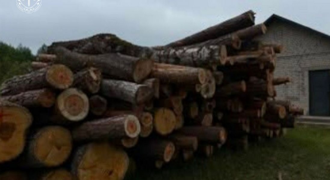 На Волині судять екслісничого, який організував незаконну порубку дерев на 1,9 млн грн