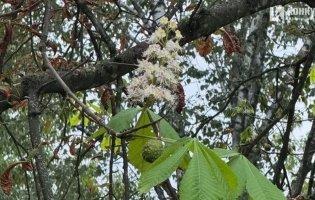 У Луцьку у вересні розквітли каштани