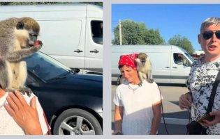 Пропонував фотосесії з мавпою: у Шацьку оштрафували чоловіка