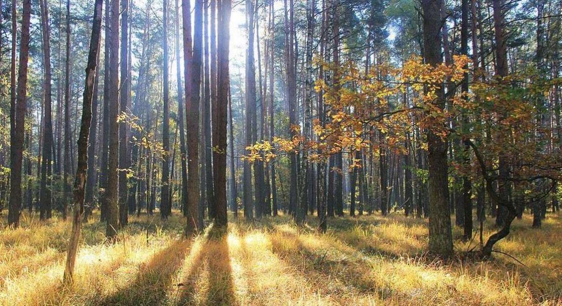 На Волині державі повернули 70 га земель НПП «Цуманська пуща»