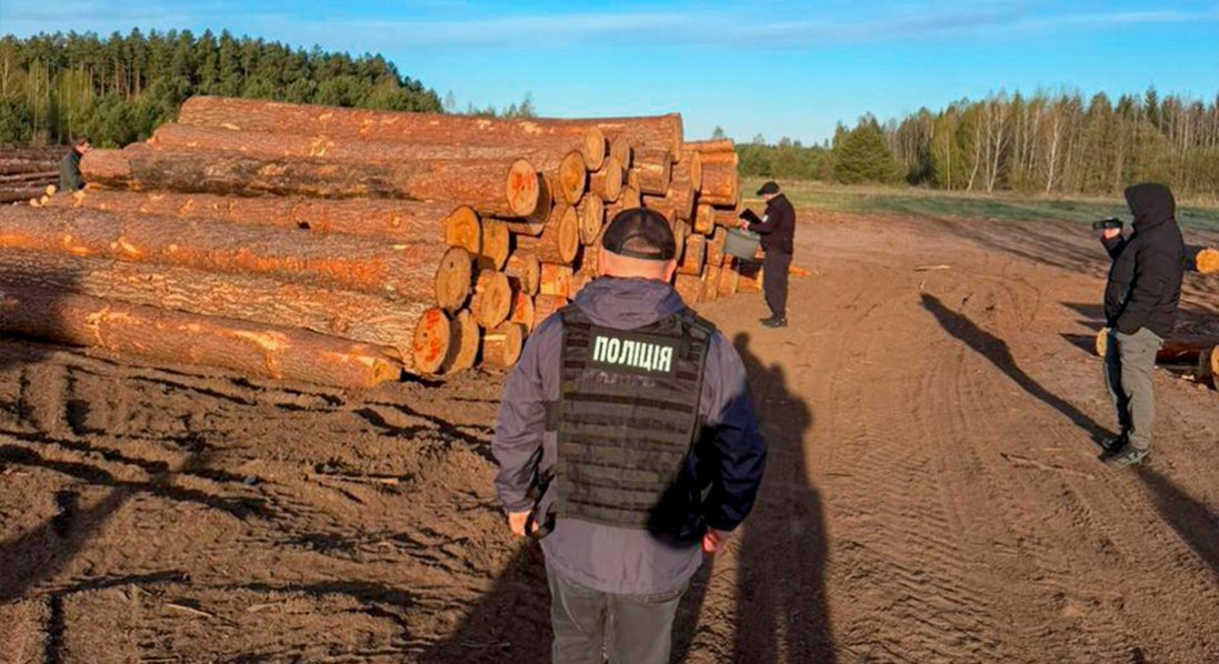Рубка на 15 млн: на Волині викрили «чорних» лісорубів, серед яких посадовці лісгоспу