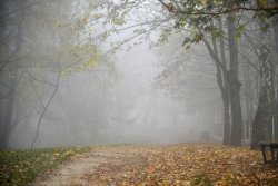 Туман в осінньому Луцьку