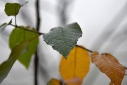 Туман в осінньому Луцьку