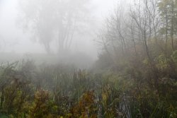 Туман в осінньому Луцьку