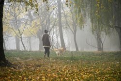 Туман в осінньому Луцьку