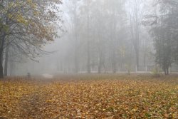 Туман в осінньому Луцьку