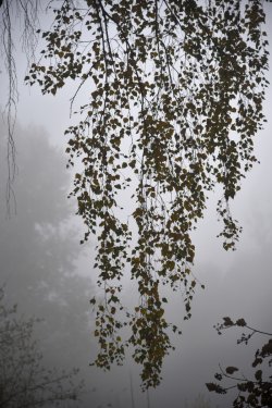 Туман в осінньому Луцьку