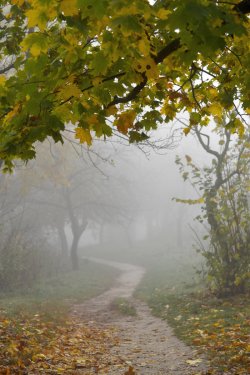 Туман в осінньому Луцьку