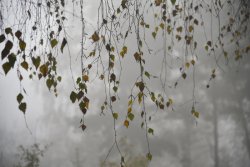 Туман в осінньому Луцьку