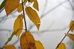 Туман в осінньому Луцьку